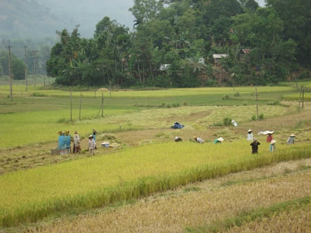 Nông dân Sơn Hà thu hoạch lúa.