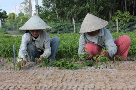 Không chỉ phát triển kinh tế gia đình, anh Phát còn tạo công ăn việc làm cho hơn 100 lao động nông thôn