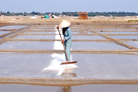 Diêm dân Sa Huỳnh thu hoạch muối.