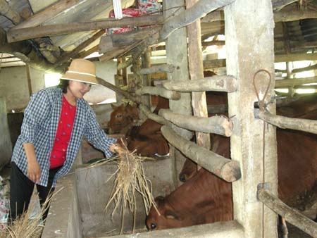 Cựu TNXP Phạm Thị Kim Anh bên trang trại nuôi bò của mình.