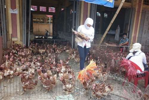   Có thời điểm, gà thải loại nhập lậu tràn ngập chợ Hà Vĩ (Hà Nội) - chợ gia cầm lớn nhất miền Bắc - Ảnh: Anh Phạm