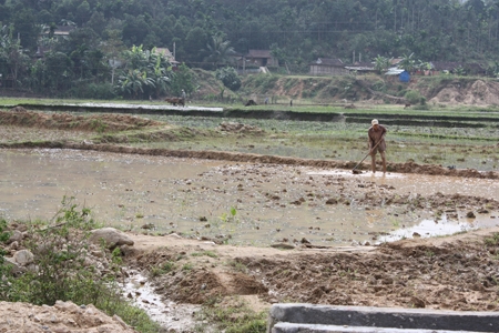 Nông dân khẩn trương dọn cỏ để xuống giống tránh sâu bệnh, chuột hại lúa trong vụ đông xuân 2012 - 2013.