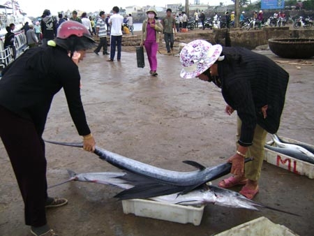Cá từ Hoàng Sa về cảng Lý Sơn.