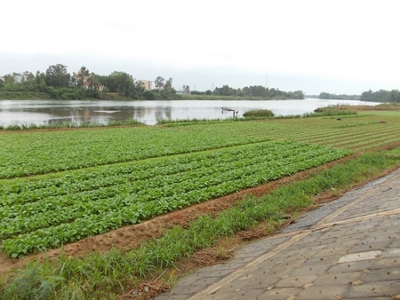 Thời tiết thuận lợi, những thửa rau dọc bãi bồi ven sông Trà Bồng phát triển xanh tốt, nông dân được mùa.