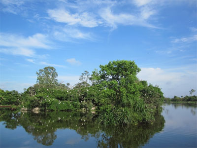  Một góc đảo cò An Dương (Ảnh: haiduong.gov.vn)