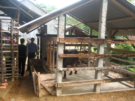 Mô hình chuồng nuôi trâu cải tiến (do Sở Khoa học Công nghệ đầu tư) ở xã Sơn Thành.