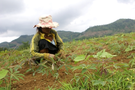Chị Đinh Thị Trảy, KDC số 5, thôn Làng Gòn, xã Sơn Thủy đang nỗ lực “cứu” mì trước căn bệnh xì mủ.