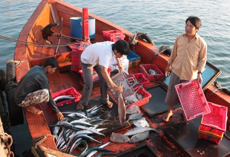 Dịch vụ thu mua cá đem vào đất liền bán mở ra hướng phát triển mới cho kinh tế biển của Lý Sơn.