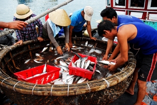 Phân loại cá ở cảng Sa Kỳ, Quảng Ngãi. Ảnh: VGP/Hồng Hạnh