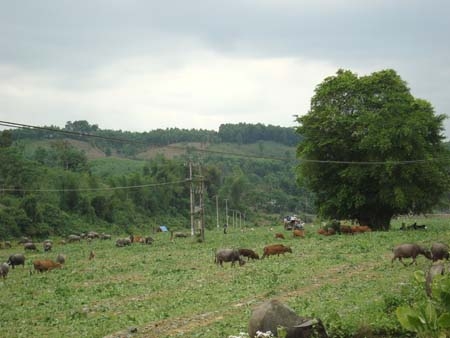  Chăn nuôi trâu, bò giúp đồng bào Hrê ở Sơn Hà thoát nghèo.