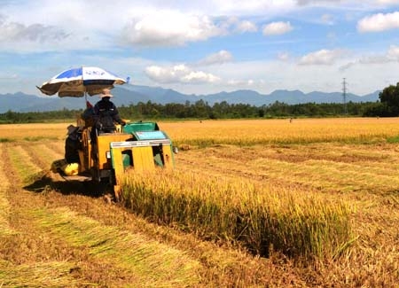 Thu hoạch lúa giống trên cánh đồng Mả Vôi (thôn Trà Bình, Tịnh Trà).