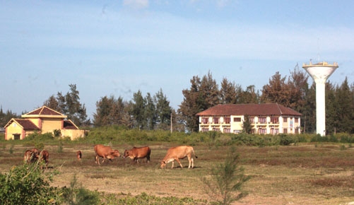  Nhiều diện tích đất ở khu du lịch Mỹ Khê trở thành điểm chăn thả bò.