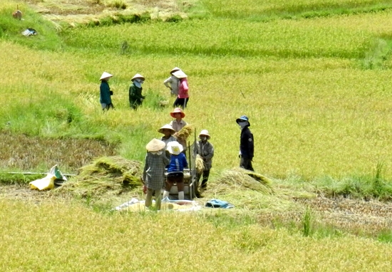 Đồng bào xã Ba Chùa tranh thủ gặt trà lúa sớm để tránh mưa.