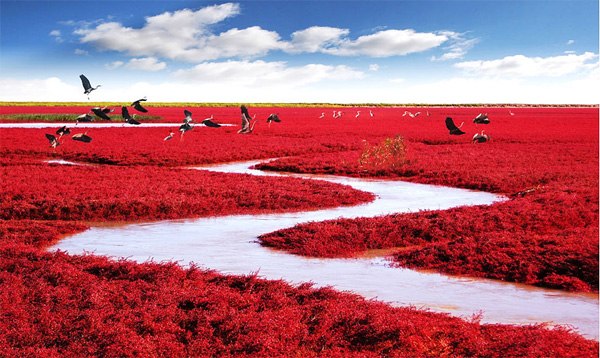 Bãi biển Đỏ nằm ở đồng bằng châu thổ sông Liaohe, cách thành phố Bàn Cẩm, Trung Quốc khoảng 30km về phía Tây Nam. Nơi đây được gọi là biển Đỏ vì khu vực này được bao phủ bởi một loài cỏ dại màu đỏ khi bước vào mùa thu. Ảnh: MJiA