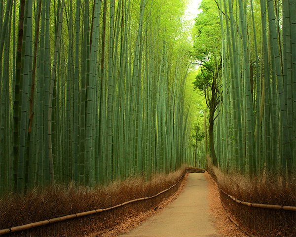 Rừng tre Sagano nằm ở phía tây bắc của Kyoto, Nhật Bản có diện tích 16km2. Không chỉ đẹp, khu rừng còn tạo ra những bản nhạc du dương khi gió thổi qua những rặng tre xào xạc. Ảnh: Yuya Horikawa