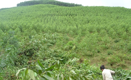 Nhiều diện tích rừng của một số doanh nghiệp ở Ba Tơ được thu hồi giao cho dân sản xuất.                                                 Ảnh: X.Thiên