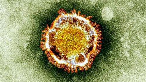 Hình ảnh virus corona dưới kính hiển vi (Ảnh: Press TV)