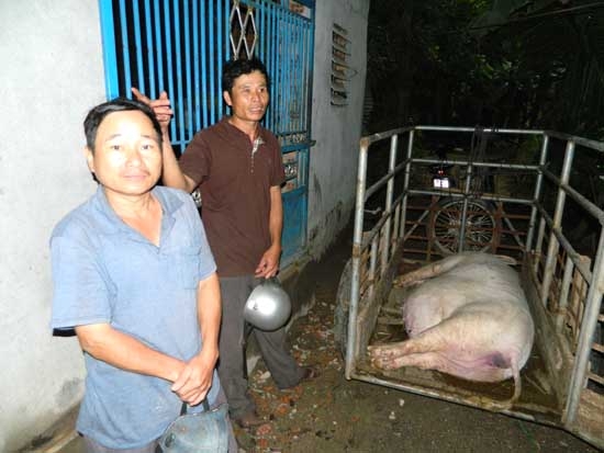 Hai đối tượng Bùi Đình Quang và Hồ Văn Bảy chở heo chết gần 150 kg đến nhà bà Thời bán