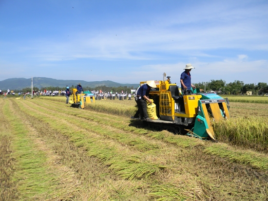 Khuyến nông trình diễn mô hình máy gặt đập liên hợp trên đồng ruộng Quảng Ngãi.