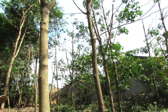 Người trồng cao su chặt cành vì sợ bão số 14 làm ngã đổ cây.