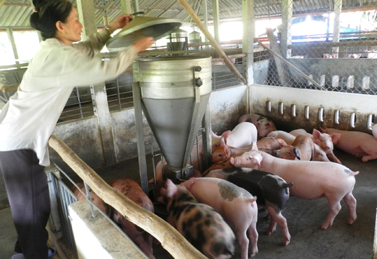 Trang trại nuôi lợn cho thu nhập tiền tỷ mỗi năm tại Sơn La  Báo Dân tộc  và Phát triển