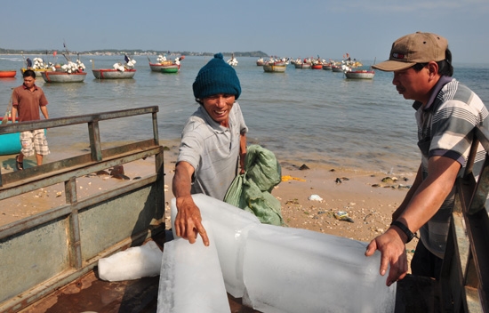 Ngư dân Nguyễn Trấn ngụ xã Bình Hải đang lựa mua vài cây đá bỏ thúng để đi biển qua đêm. Chỉ cần lướt sóng cách bờ hơn 30 hải lý thì ngư dân nào cũng trúng đậm mẻ lưới lớn