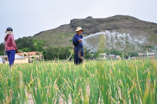 Nông dân Lý Sơn chăm sóc cho sản phẩm nông nghiệp chính trên đảo.
