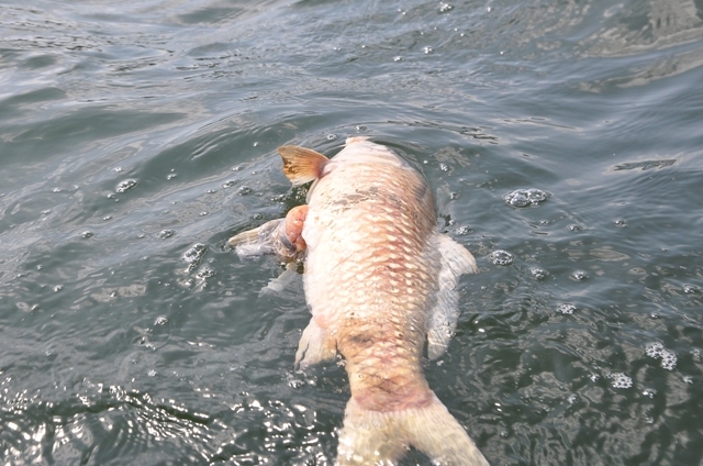 Hiện tượng cá chết hàng loạt ở Hồ chứa nước Nước Trong là do nhiễm bệnh