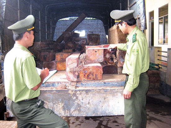Lực lượng kiểm lâm kiểm tra xử lý vi phạm vận chuyển gỗ trái phép trên địa bàn Quảng Ngãi.