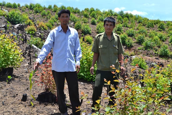 Ông Trần Văn Trung (bên trái) bất lực trước hàng chục nghìn cây keo mà người dân ở KDC 1, thôn Phú Tài, xã Trà Phú trồng vào diện tích đất mà nhóm hộ ông vừa khai thác xong.