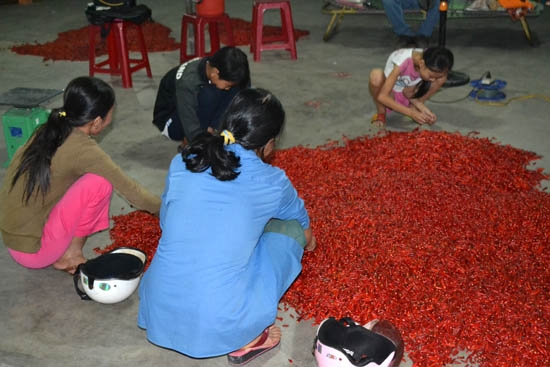  Nhiều phụ nữ, học sinh cặm cụi phân loại ớt để kiếm tiền lo cho năm học mới.