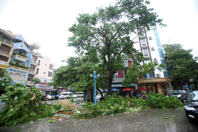 Đường phố ở Hạ Long la liệt cây đổ sau bão số 3.  Ảnh: Lã Anh