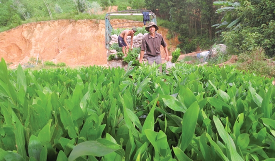  Mô hình trồng keo lai đem lại hiệu quả kinh tế cao cho bà con dân tộc thiểu số huyện Minh Long.