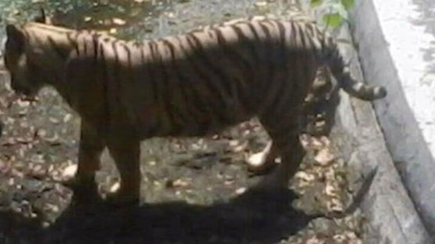 Con hổ trắng đã vồ cậu sinh viên - Ảnh: EPA