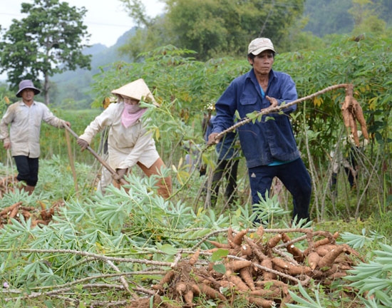 Tại các vùng bãi bồi ven sông trũng thấp, nông dân xã Sơn Hạ (Sơn Hà) vội thu hoạch mì “chạy úng”.