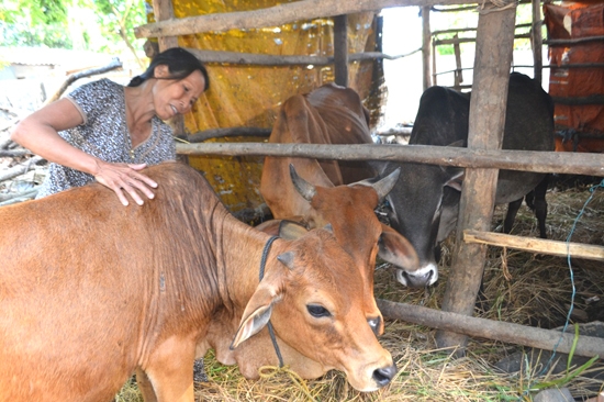 Từ một con bò giống ban đầu, đến nay bà Trần Thị Lạc đã có 3 con bò, trị giá trên 70 triệu đồng.
