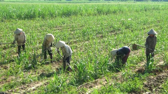 Nông dân Ba Tơ áp dụng kỹ thuật trồng và chăm sóc mía.