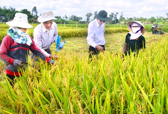 Phó Chủ tịch UBND tỉnh Phạm Trường Thọ (thứ hai, bên phải) kiểm tra việc hợp tác sản xuất lúa giống của Trung tâm Giống cây trồng vật nuôi Quảng Ngãi.  