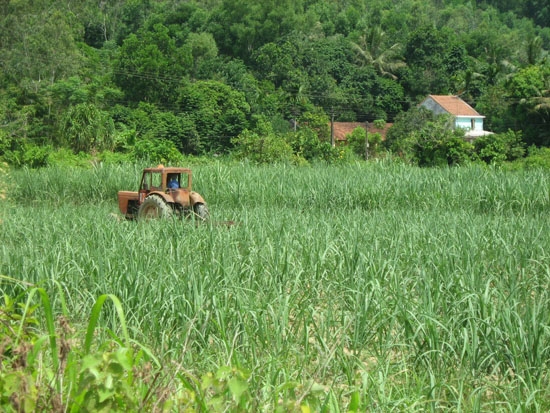 Đưa cơ giới hóa vào sản xuất, đem lại hiệu quả kinh tế khi trồng mía trên đất đồi ở Ba Tơ.