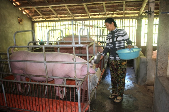 Vợ ông Trang chăm sóc đàn heo hướng nạc trong khu trại chăn nuôi của gia đình.