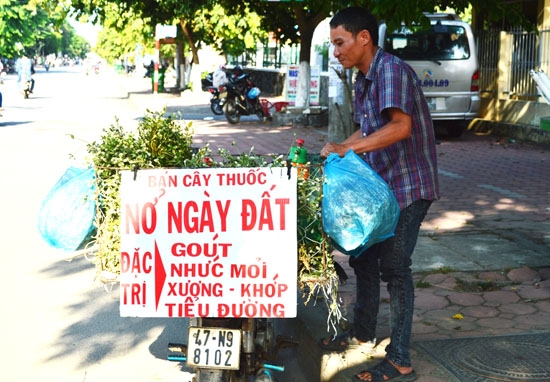 Cây nở ngày đất bày bán trên các tuyến đường ở TP.Quảng Ngãi.