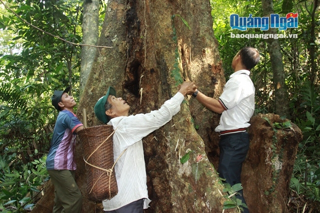 Những cây cổ thụ vài người ôm không xuể có nhiều ở những cánh rừng mà Tổ bảo vệ rừng tham gia quản lý, bảo vệ.
