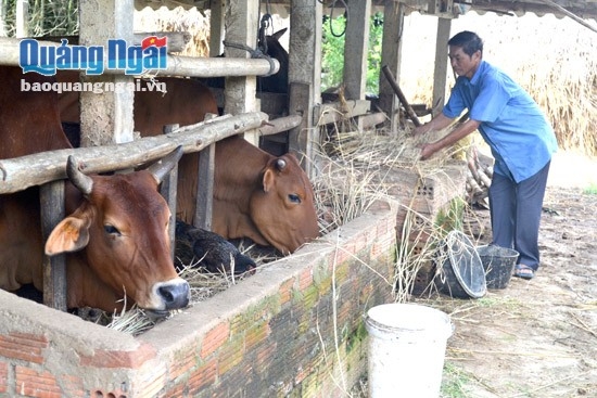 Nhờ được hỗ trợ vay vốn, CCB Phan Quang Phúc có thêm thu nhập khá từ đàn bò của mình. 