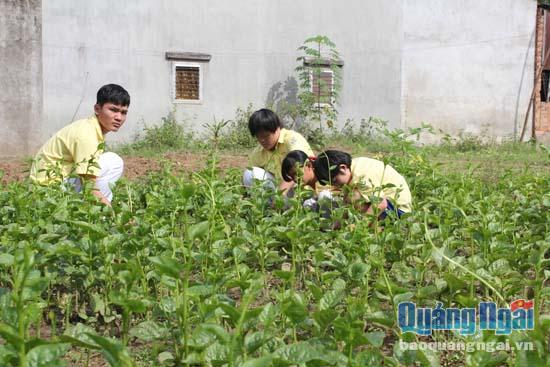 Tranh thủ những ngày nắng ráo trước Tết, các em nhỏ khuyết tật tại Trung tâm Võ Hồng Sơn chăm sóc vườn rau chuẩn bị thực phẩm cho buổi tất niên tại trung tâm.