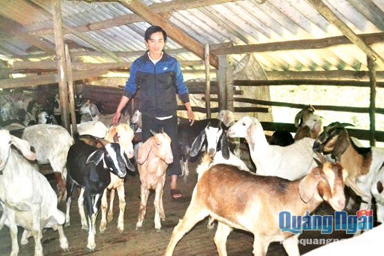 Quy hoạch khu vực phát triển gia trại cách xa KDC giúp người chăn nuôi tự tin nhân đàn.