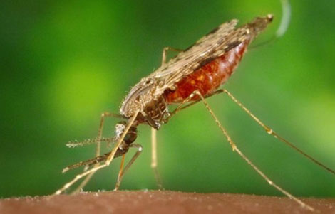  Muỗi Anophele (hay còn gọi là muỗi đòn sóc), thủ phạm lây truyền bệnh sốt rét.