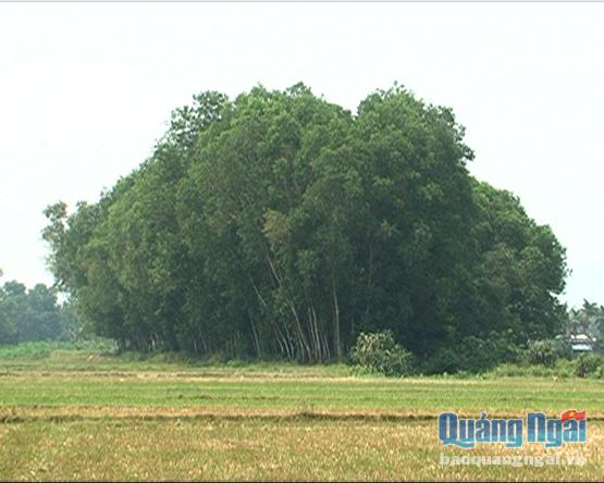 Người dân xã Nghĩa Trung (Tư Nghĩa) trồng cây trên đất nông nghiệp ngày càng nhiều.