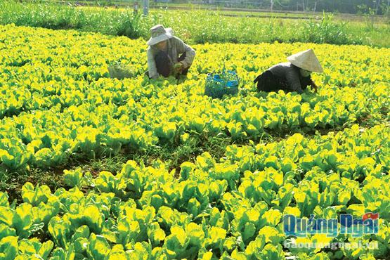  Hình thành vùng rau dọc sông Trà hứa hẹn sẽ cải thiện và nâng cao hiệu quả sản xuất cho nông dân nhiều xã huyện Sơn Tịnh.