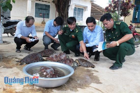 Số lượng rùa biển được Đồn biên phòng Bình Hải tịch thu trong lúc tuần tra trên khu vực mình quản lý.