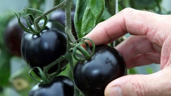 Giới thiệu giống cà chua đen và kỹ thuật trồng cà chua đen